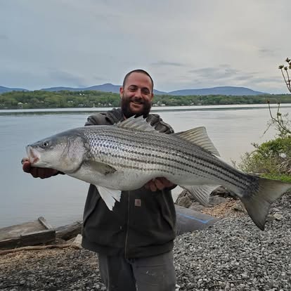 Striped bass, river shore