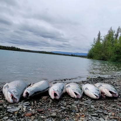 Salmon haul on rocky Alaska shore