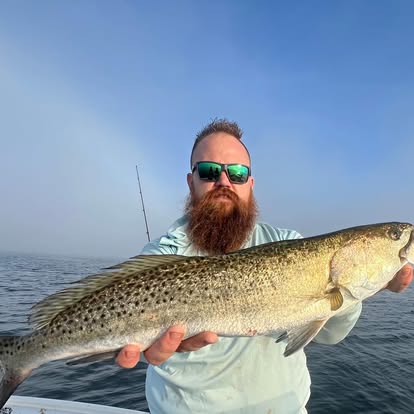 Speckled seatrout, inshore